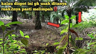 PANEN LAGI | RUAK RUAK DISINI MELIMPAH