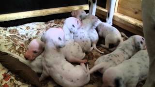 The choir of the dalmatian dogs :) singers are puppies 15 days old