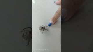 Aranha com ooteca, procurando local seguro para seus ovos. #ferias #biology