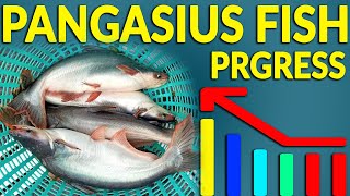 Visit of client's Farm Pangasius Fish Progress by Assammak Farm