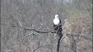 African Fish eagle