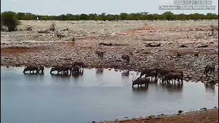 Gemsbok Oryx Herd