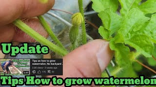 watermelon update - Tips how to grow watermelon  In container, NO BACKYARD GARDEN