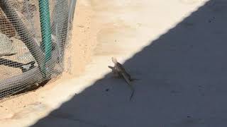 Large White Desert Lizard Doing Recon Mission On Wire Mesh Garden Dome Security Perimeter