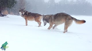 The Nashata Pack: wolves being wolves in a snowstorm