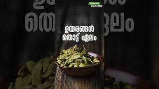 ഉയരങ്ങൾ തൊട്ട് ഏലം #myfintvbusiness #news #agriculture