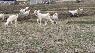 CG Agro Goat Farm Ambikapur original barbari goats available