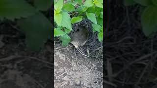 কোয়েল পাখির বাসা ও ছানা। #natural #birds #reels #viral #shorts