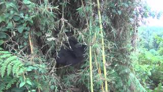 Hirwa group of Mountain Gorillas