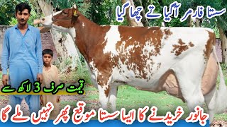 Dairy Cows For Sale ||Jersey And Red Fresian Cows ||Australian Cows For Sale Today ||Shami Gondal