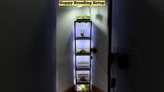 Guppy Fish Tank Tower for Breeding??😜😜😜#fish #guppy #guppybreeding #guppytank #shorts #guppyfish