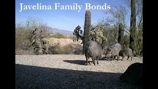 Javelina Family Bonds