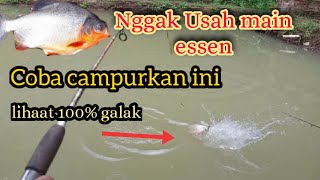 Umpan Cacing??Nggak Usah pakai gantungan kalo campurannya ini,umpan bawal harian paling jitu