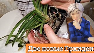 Адаптация новых Орхидей в осенне- зимний период