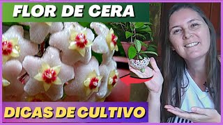 🟣 Como Cultivar FLOR DE CERA | Roya Carnosa