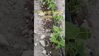 অভিনব সেচ পদ্ধতি #agriculture #কৃষি #shorts #viralshorts