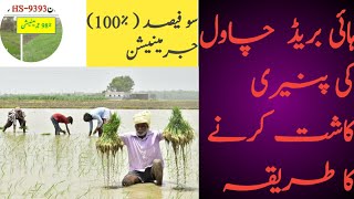 Best Method of nursery sowing of hybrid rice ہائبرڈ  چاول کی پنیری کاشت کرنے کا طریقہ |Hybrid Rice|