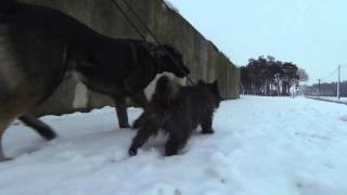 First snow of the year with the dogs 01