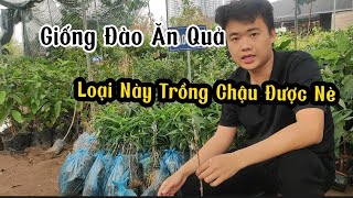 Cung Cấp Giống Đào Ăn Quả Chịu Nhiệt