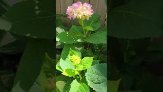 Clone hydrangea white flower turn to pink with fish fertilizer #shorts