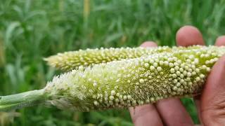 how to grow millet farm in home | millet growing tips | millet seeds and millet farm