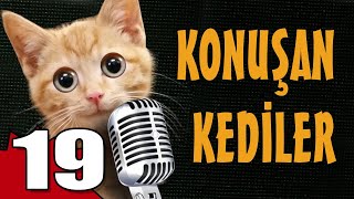 Konuşan Kediler 19 - En Komik Kedi Videoları