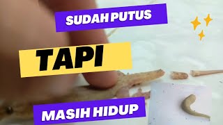 Kok Bisa?!! Sudah Putus Tapi Masih Hidup dan Kuat#VidioYoutube