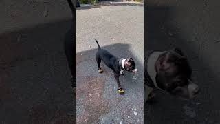 Freya getting used to her boogie shoes #americanbully #dogshoes