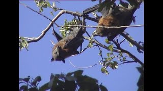 Grey-headed flying-foxes, Sydney, Australia