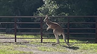 Kangaroo on the loose in Florida