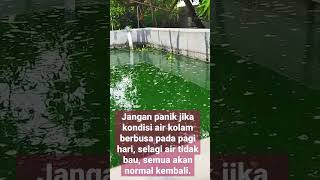 Budidaya gurame di kolam beton - Air kolam berbusa - cover Aiya Susanti #shorts #ikan #budidaya