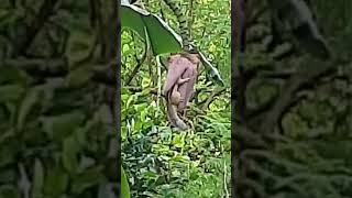 Squirrel. Squirrel is eating banana flowers #Shorts