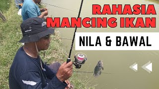 RAHASIA MANCING IKAN NILA & BAWAL (Tambak Lele Losarang - Indramayu)