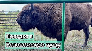 БЕЛОВЕЖСКАЯ ПУЩА! Обязательно посмотрите😍