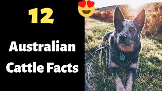 12 Shocking Facts About the Australian Cattle Dog