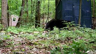 Black Bears at my house in Port Murray New Jersey