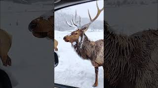 Bull Elk in the Snow in Estes Park Colorado.