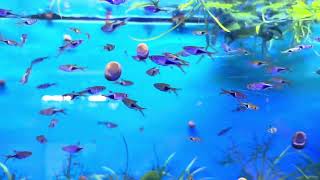 Tetra Fish Glowlight Rasbora