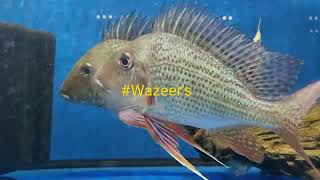 Geophagus Surinamensis Earth Eaters