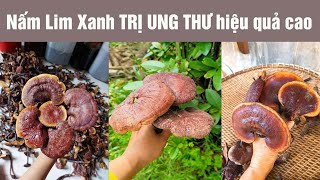 Nấm Lim Xanh TRỊ UNG THƯ hiệu quả cao