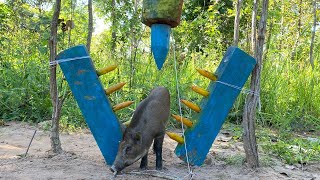 Primitive Technology - Build Wild boar Trap To Catch Wild boar Using big Wood & Sharp Wood