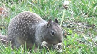 Squirrel Eats Dandelion and Collects Grass for a Nest.