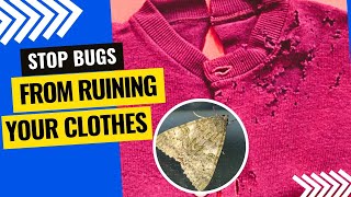 How to Stop Clothes Eating Bugs Organically (Instant Proven Methods)