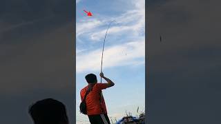 FULL SENSASI ! Mancing Belanak Babon Pakai Tegek 6M #mulletfishing