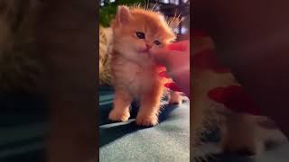 Cat Lover,🐈 Love songs #shorts #cat #music #animals