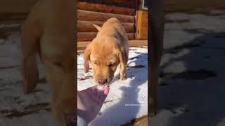 #labradorretriever #foxredlab #yellowlab #labpuppy #puppy #snowpuppy #firstsnow #cute #adorable