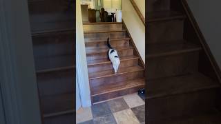 Cat with downstairs #funnyvideo #usacats #catfunny #funny #pets #catvideos #usa #funnyshorts