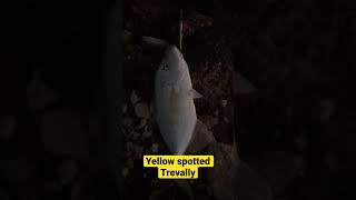 Landed yellow spotted trevally uding my littma lure 12g yello fin