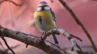 Cyanistes caeruleus - Eurasian Blue Tit - Pițigoi albastru