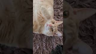 Самый счастливый пушистик в мире - это мой кот/ The happiest fluffy thing in the world is my cat!/